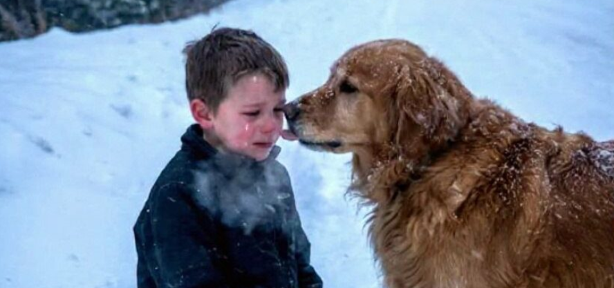 Mein Stiefvater ließ mich in einem Blizzard zurück, um zu sterben – doch er hatte nicht mit einem Hund gerechnet, der die Nacht nicht gewinnen ließ.